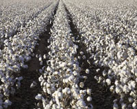 raw-cotton